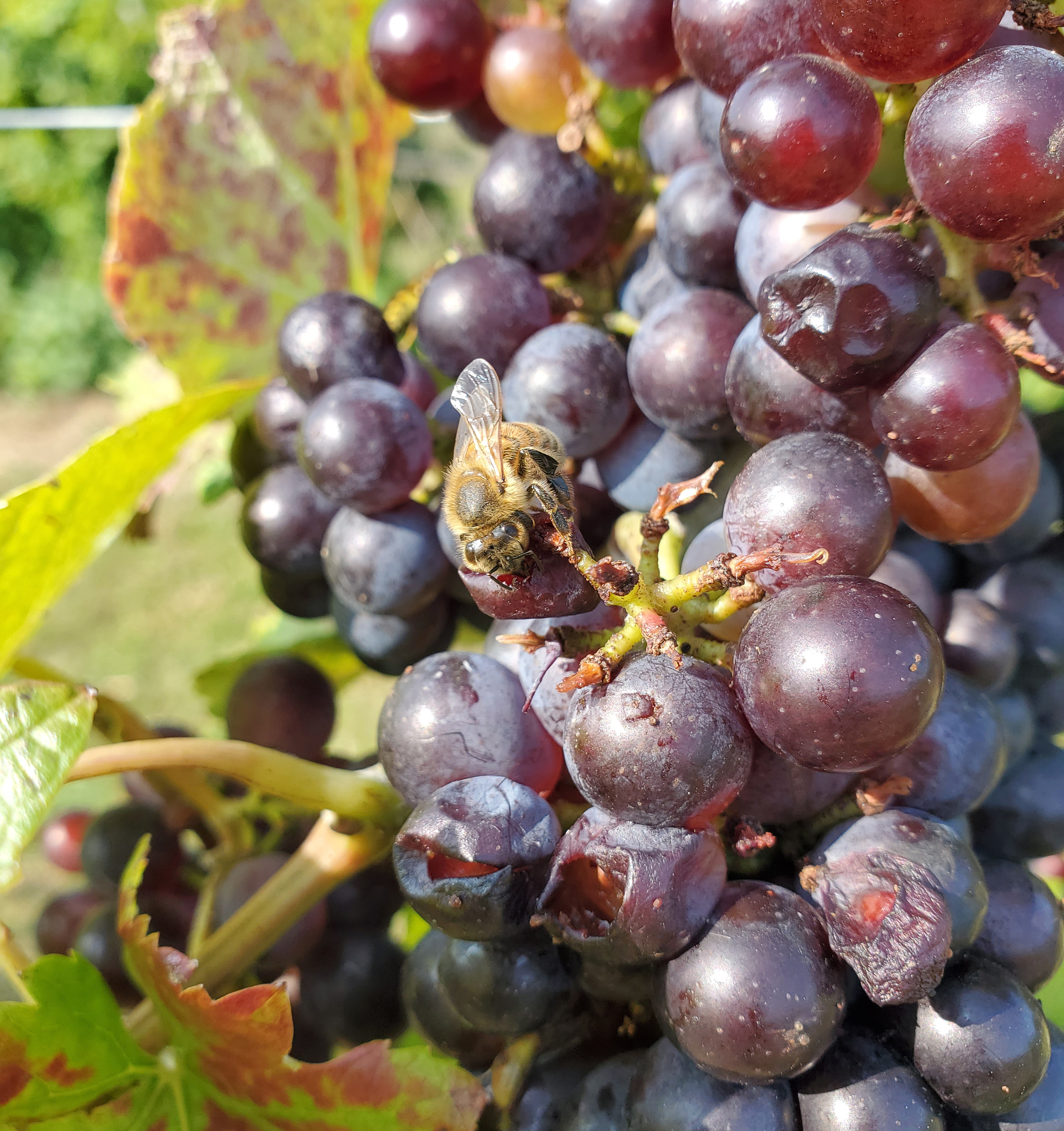 Bee on grape